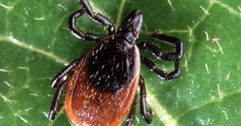 Majority of Wisconsin deer ticks tested carry Lyme disease bacteria