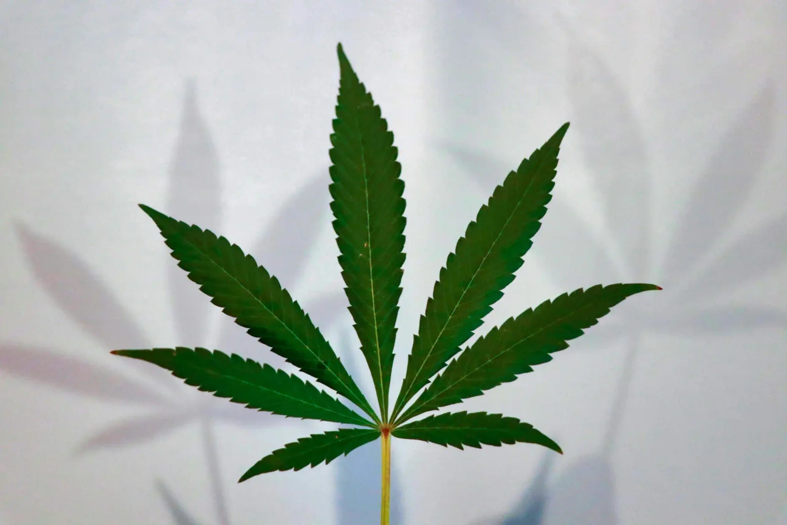 Poll Finds Most Cannabis Users Doubt Full Federal Rescheduling This Year