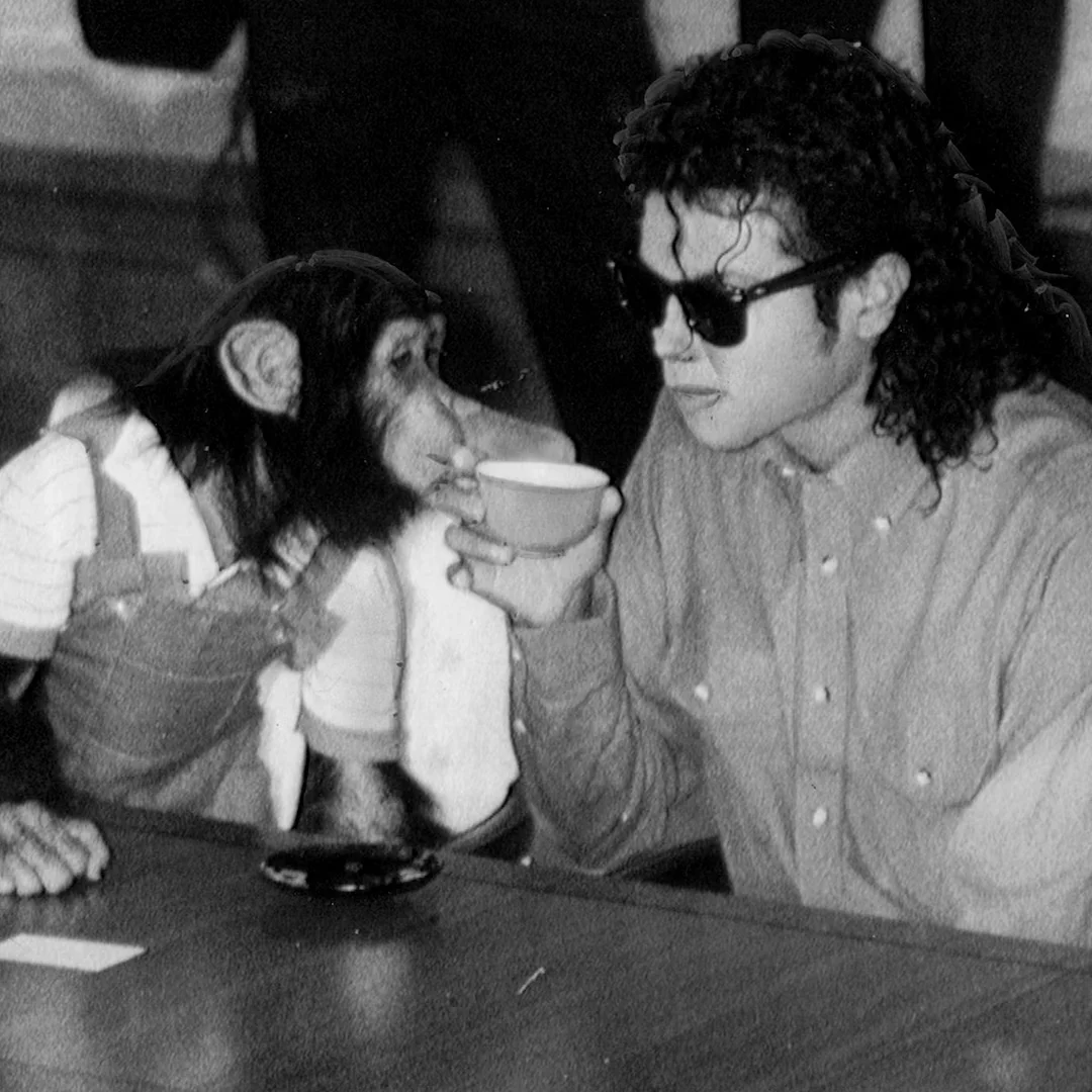 Bubbles the Chimp: Still Thriving at a Florida Ape Sanctuary