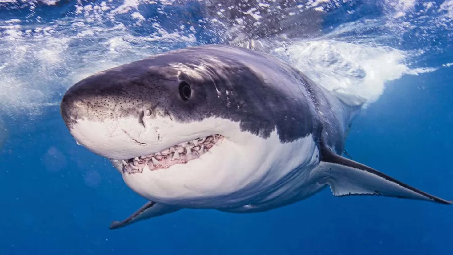 Record-breaking Atlantic great white on northbound move toward Cape Cod