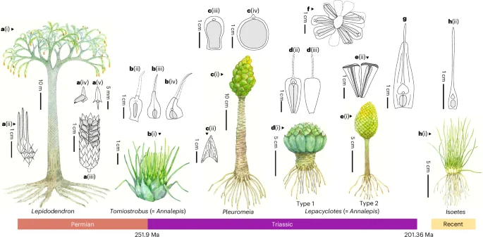 CAM-like photosynthesis may have aided lycophytes through the Permian–Triassic crisis