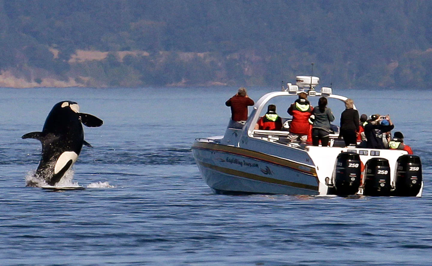 Rising Orcas Attacks on Boats in Europe: Scientists Investigate the Cause