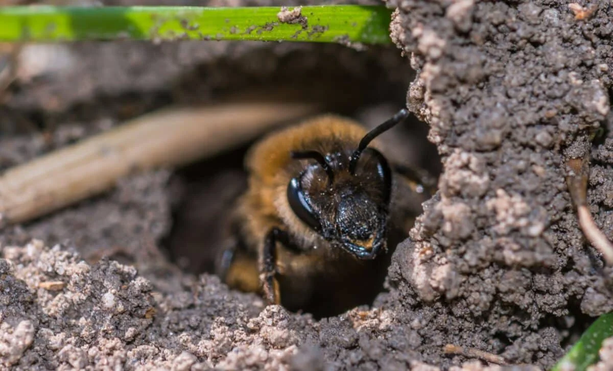 Underground Bee Megacity Discovered Beneath Ithaca Cemetery