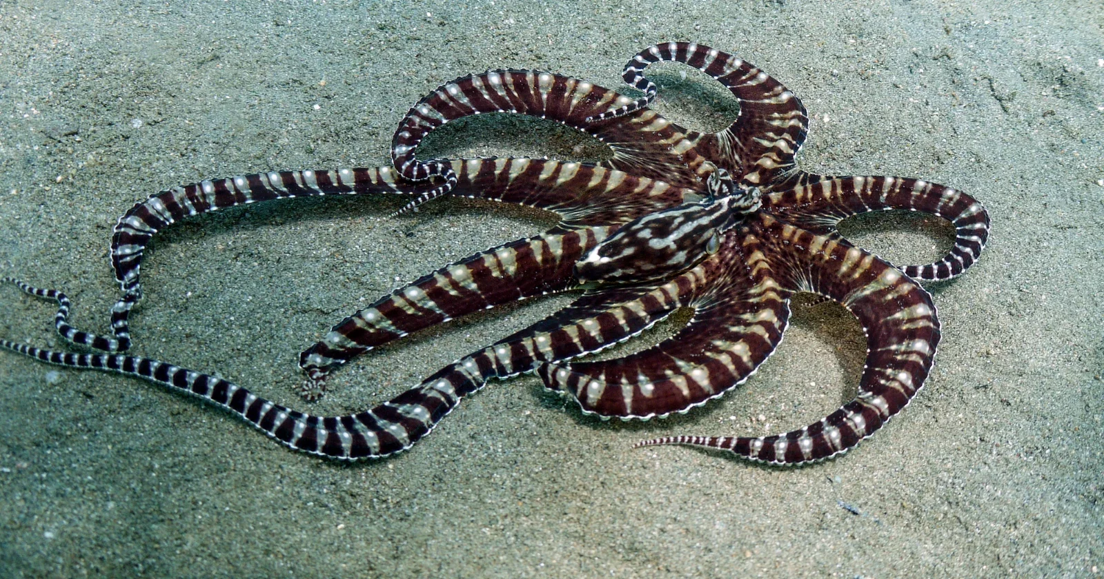 Disguise on Demand: Mimic Octopus Shifts Into Prey, Predator Forms to Dodge Threats
