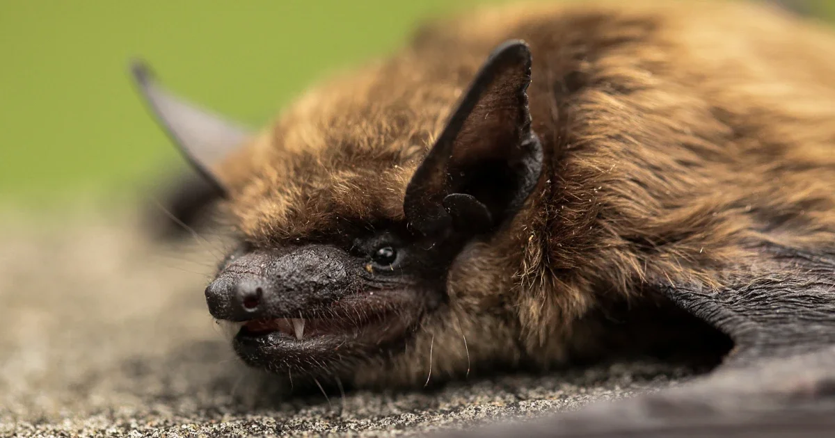 Ontario boy’s fatal rabies case linked to bat exposure highlights risk and delays in treatment