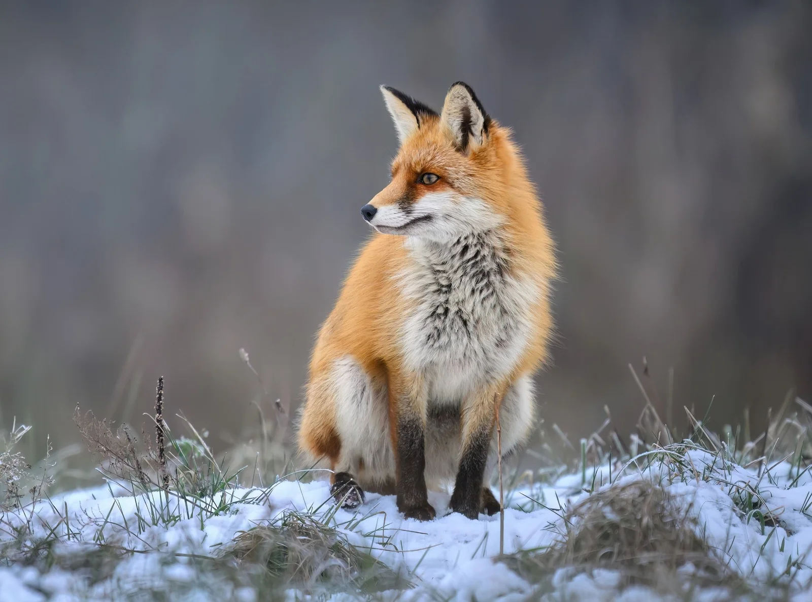 Wildlife as vectors for antibiotic‑resistant bacteria across ecosystems