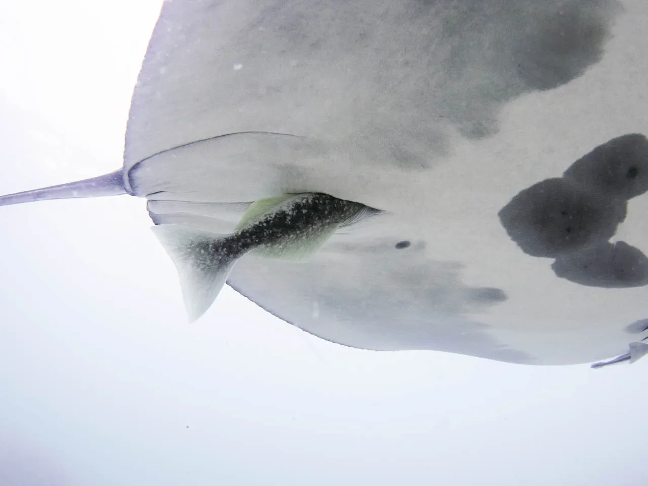 Remoras: From Helpful Hitchhikers to Potential Parasites
