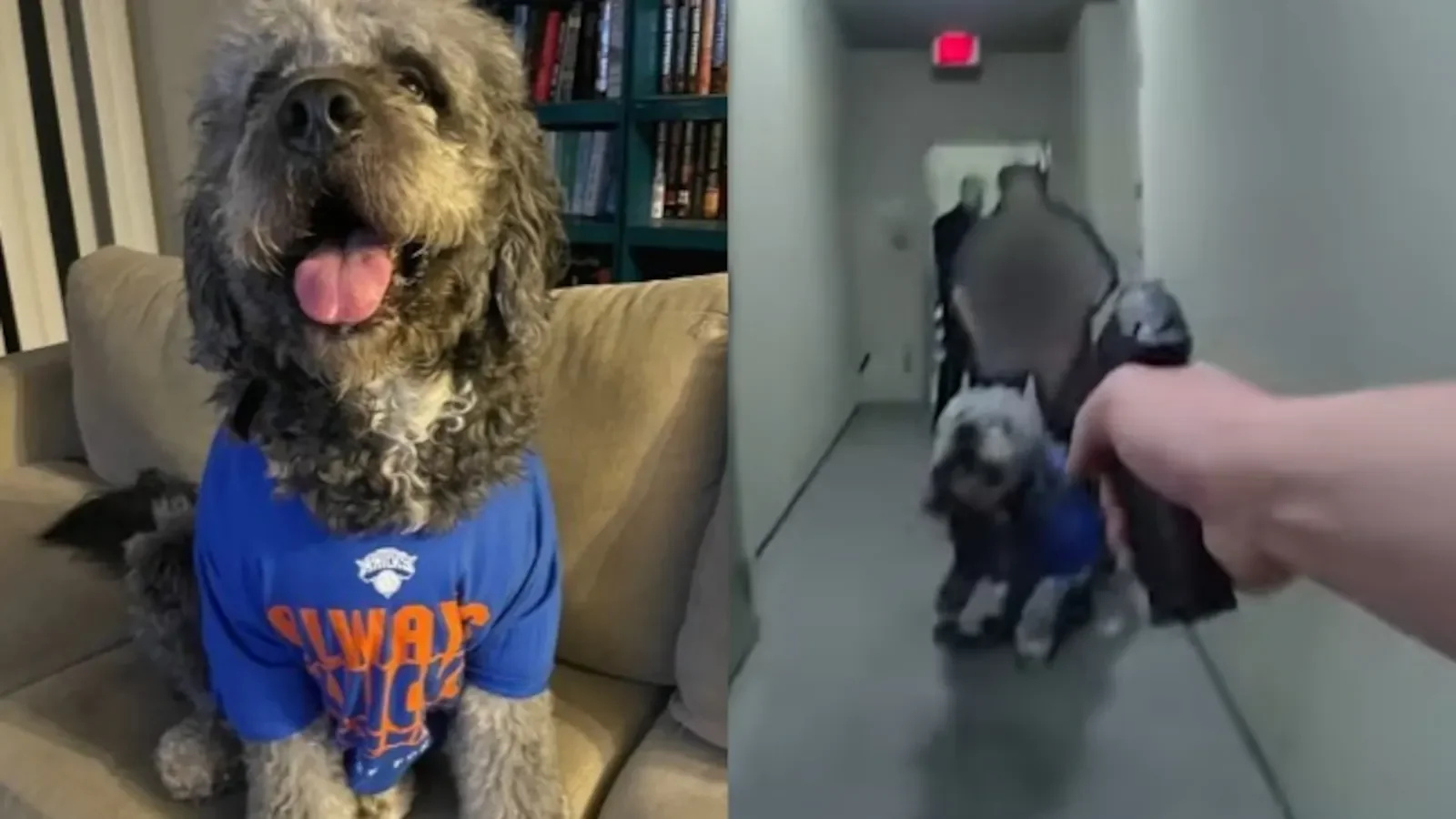 LAPD Bodycam Footage Shows Officer Fatally Shooting Large Dog During Wellness Check