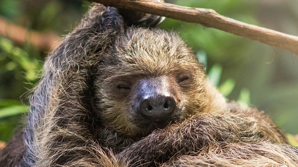 Sloth DNA Reveals Genetic Backups Behind Their Slow Metabolism