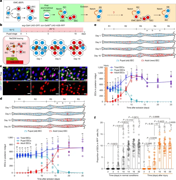 Epigenetic division counter times stem cell fate in the Drosophila gut