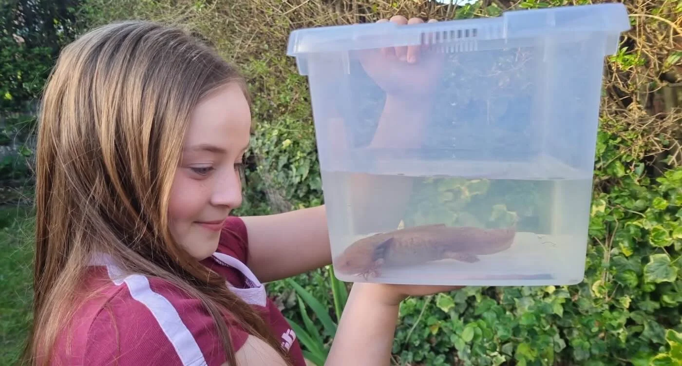 Welsh 10-Year-Old Sparks Rescue of Endangered Axolotl Hidden Under a Bridge