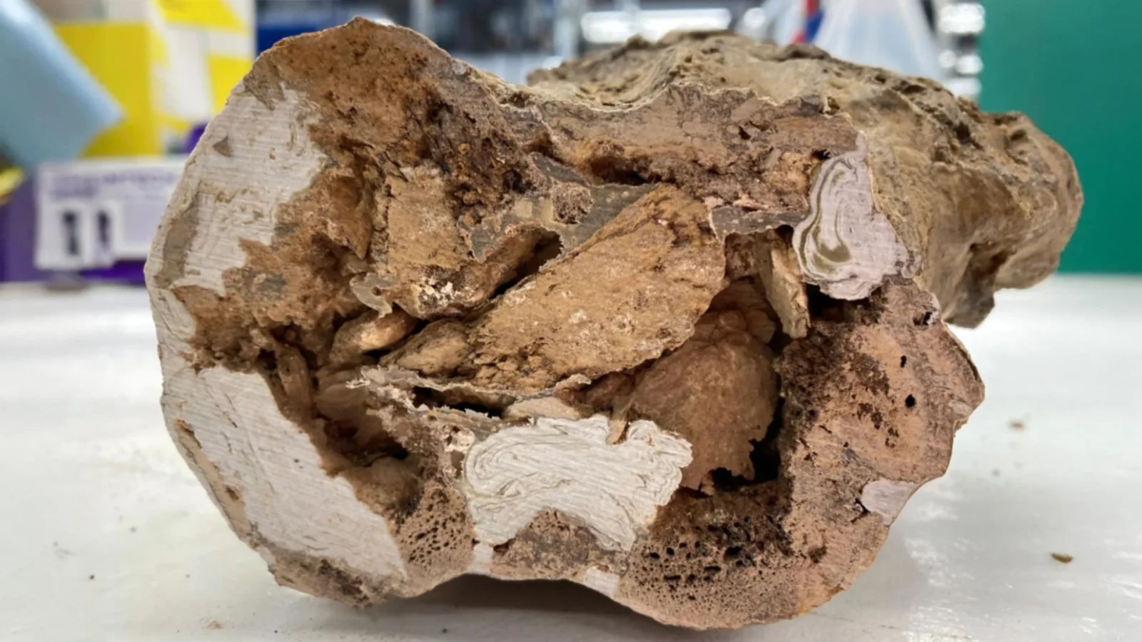 Ancient collagen found in 66-million-year-old Edmontosaurus fossil reshapes fossil biology