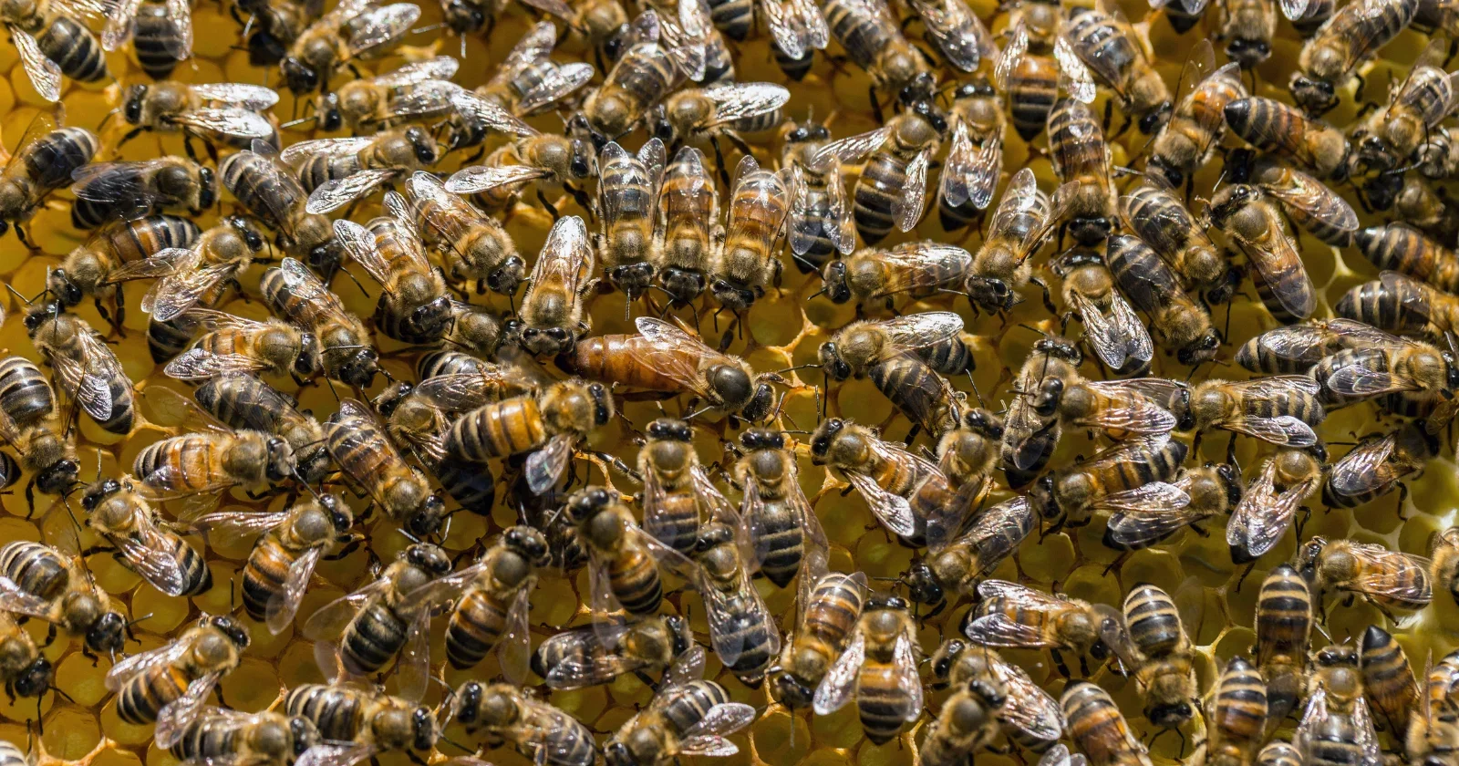 Underground Bee Cities: Millions of Mining Bees Discovered Beneath a New York Cemetery