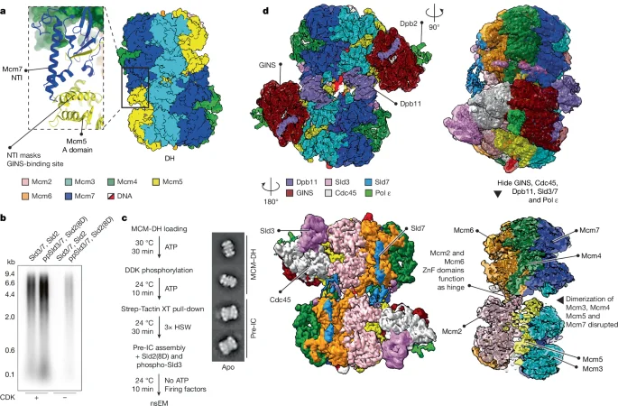 Symmetrical CMG Activation Unveiled by Cryo-EM in Yeast Replication Initiation