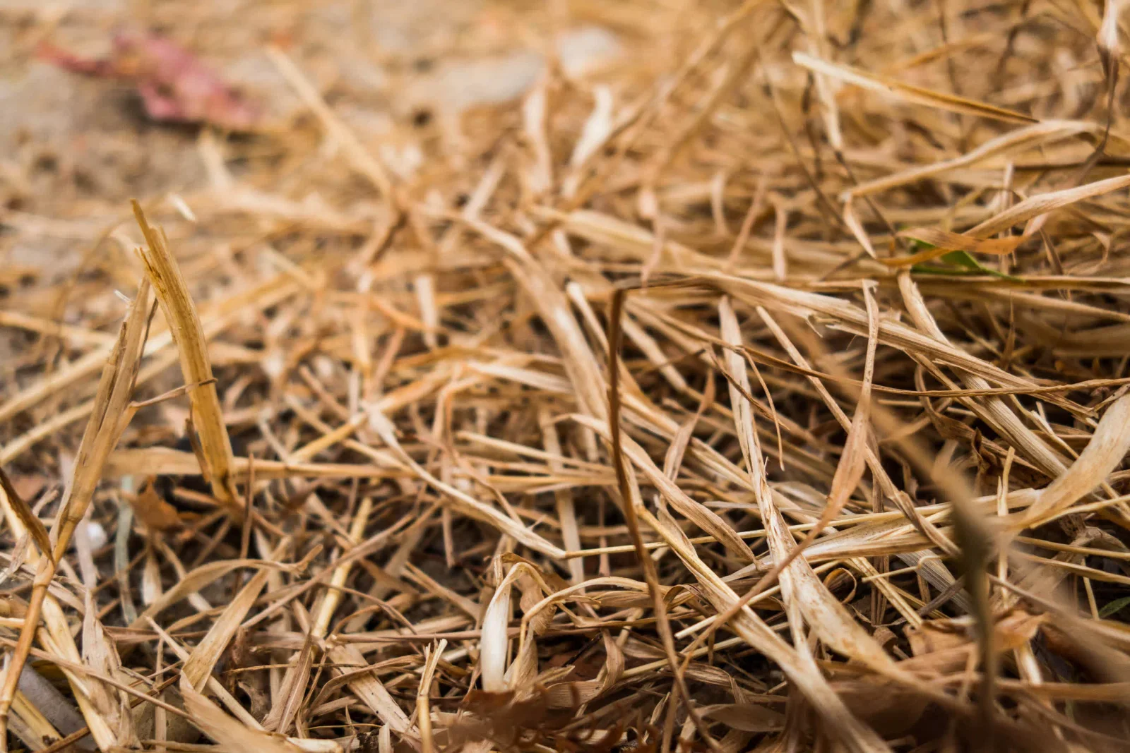 AI Guidance Backfires as Farmer Wipes Out 25 Acres of Sesame
