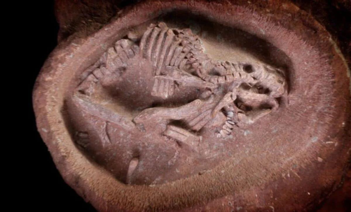 Oldest Amniote Embryos Hint Early Reptiles Gave Birth Alive