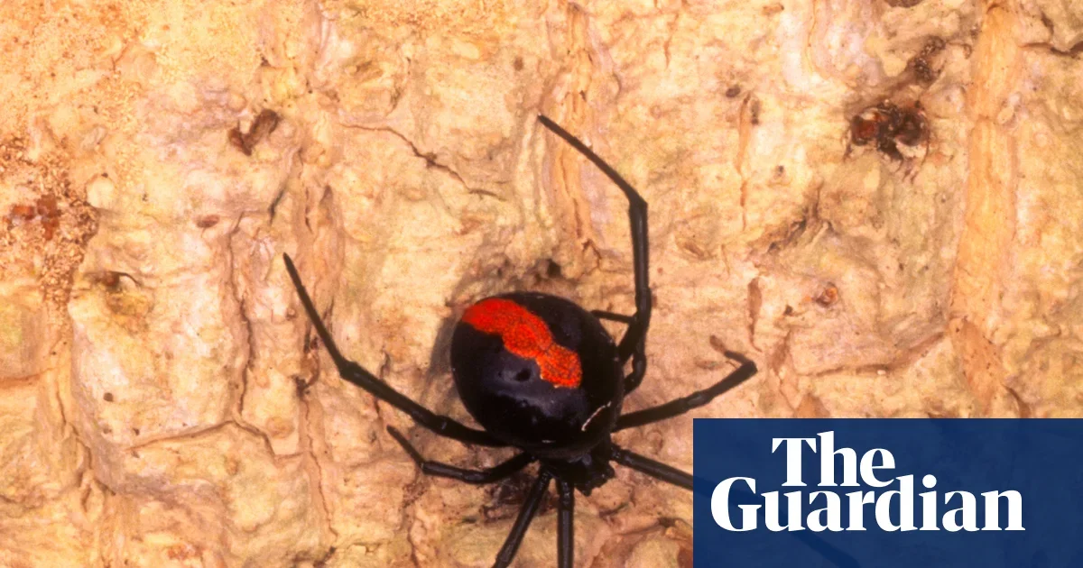 X-Chromosome Gene Drives Redback Males’ Self-Sacrificing Mating