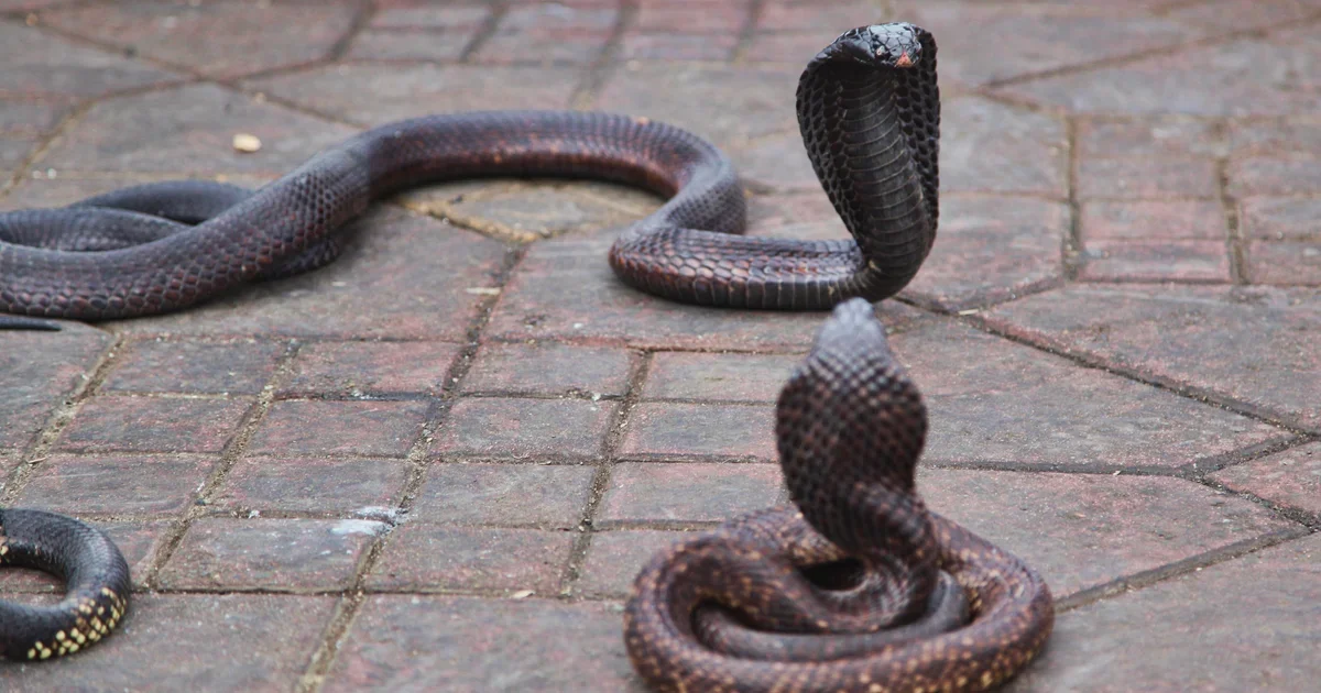 Cobra bite ends German tourist’s vacation during Egypt snake show