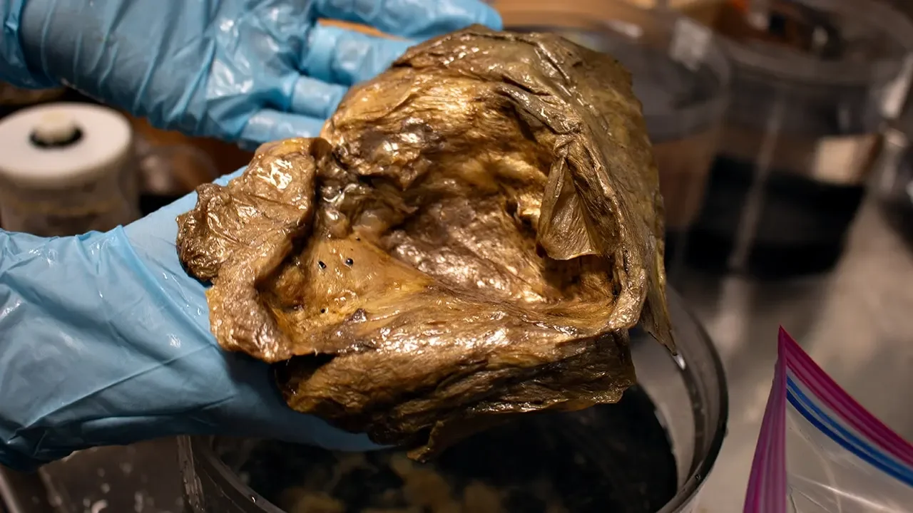 Gulf of Alaska’s golden orb traced to a giant deep-sea anemone relic