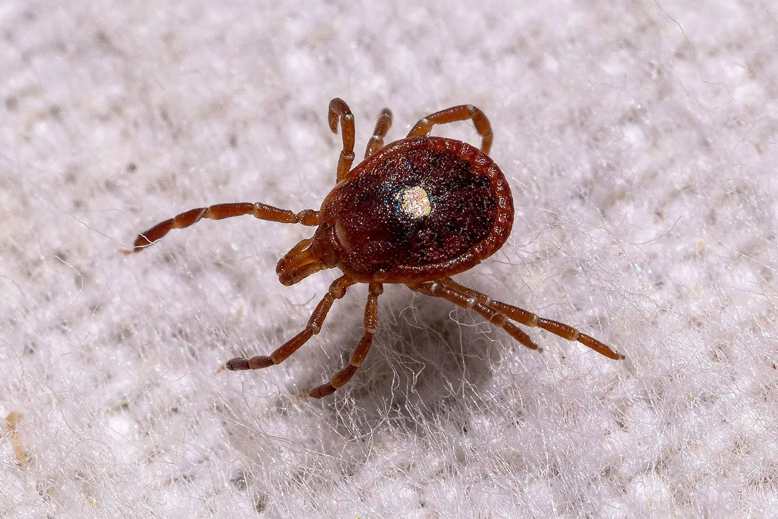 Urban Ticks Rise: Bourbon Virus Case Signals NYC’s Growing Tick Threat