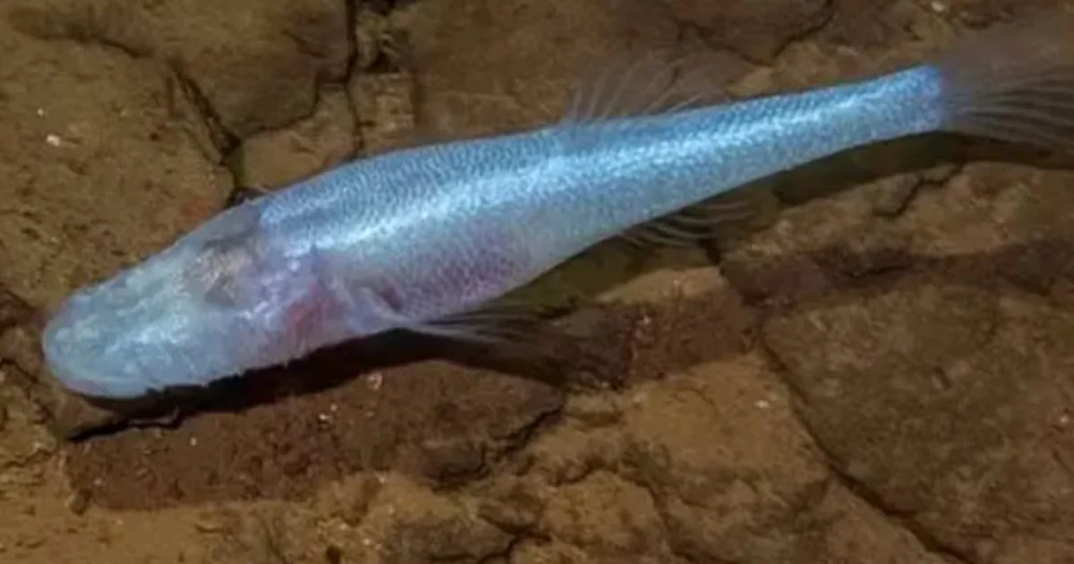 New eyeless cavefish genus unearthed under Alabama Army base