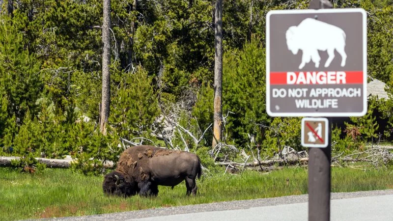 Yellowstone visitors endanger wildlife with reckless behavior