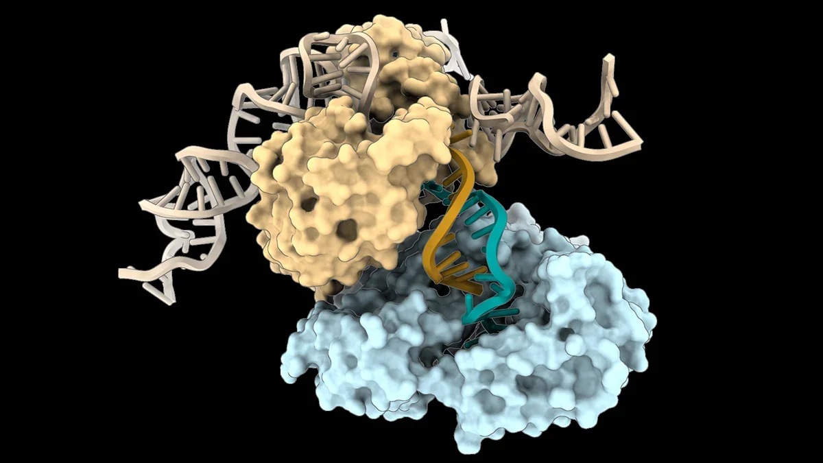 Bacteria Build DNA Without a Template, Using the Enzyme as Blueprint