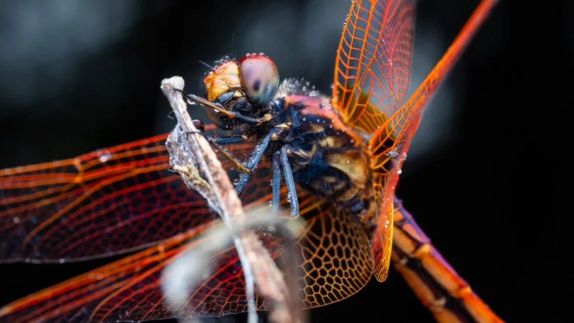 Dragonflies Fly Like Fighter Pilots, New Study Finds