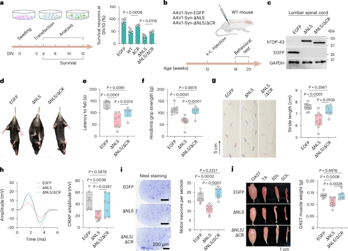 Targeting TDP-43's Conserved Region Shields Neurons in ALS Models