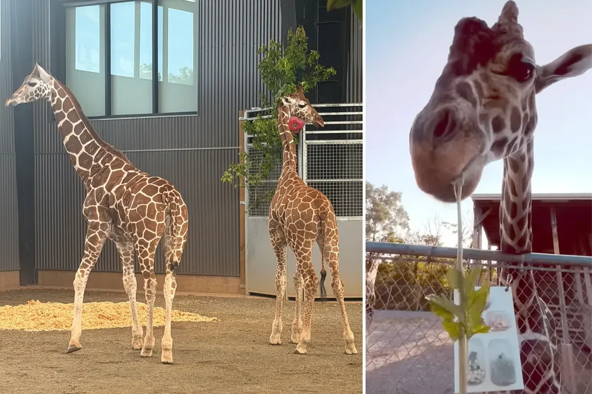 Two missing Virginia giraffes found safe after zoo investigation