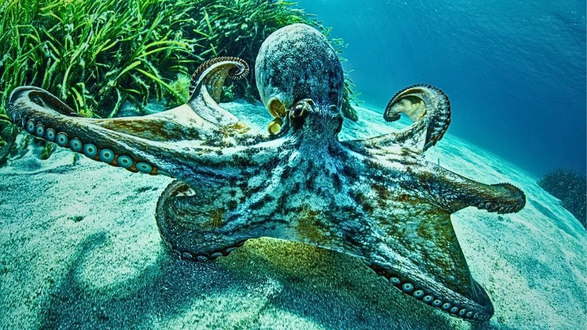 Cephalopods challenge the social brain rule: ecology drives big brains