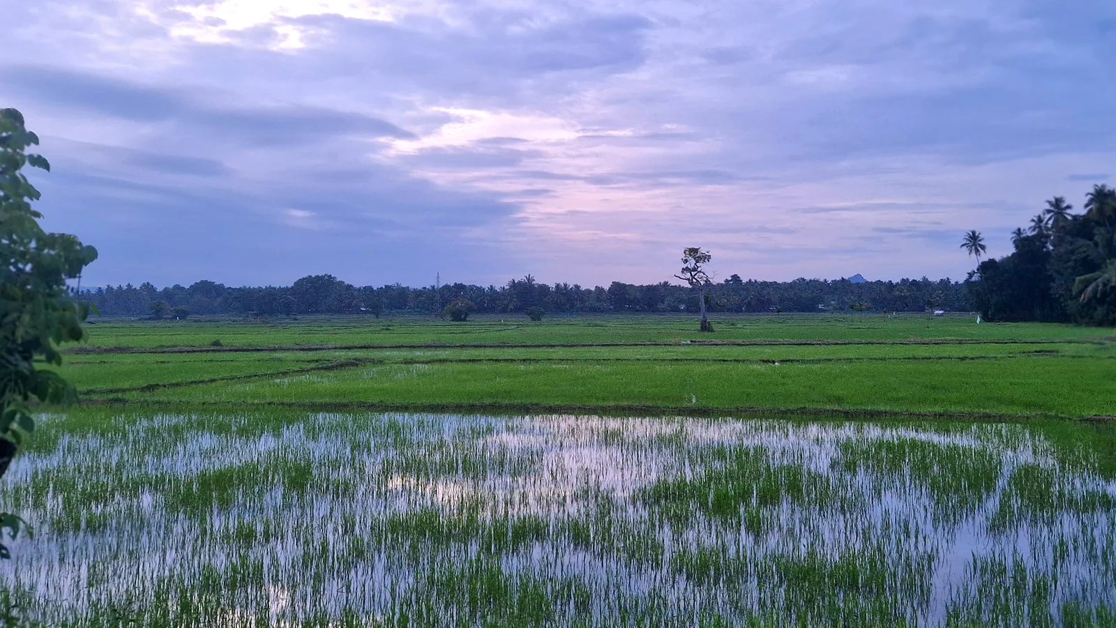 Wind-Sculpted Steel: How Monsoons Forged Sri Lanka’s Legendary Wootz