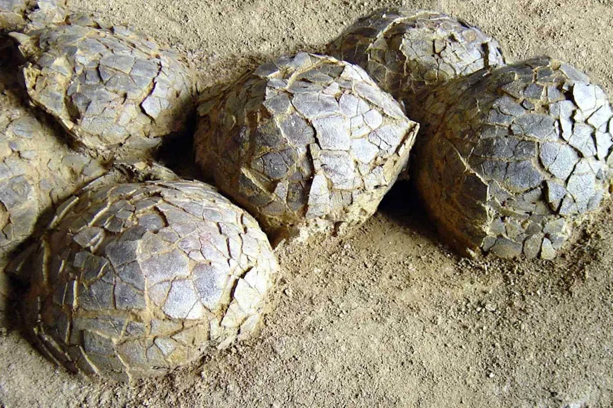 Melon-sized dinosaur eggs dating 72 million years reveal new clues about ancient reproduction
