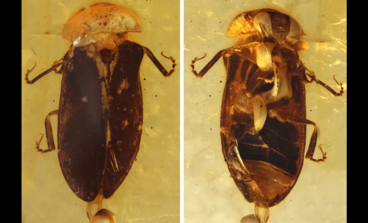 Ancient Glow: 99-Million-Year-Old Firefly Illuminates Early Bioluminescence