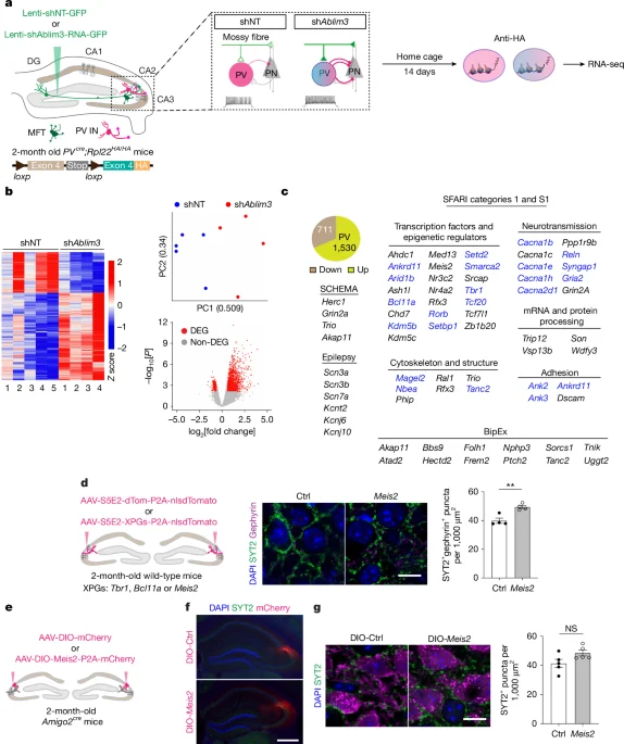 Reactivating hippocampal PV interneuron plasticity reverses deficits in a neurodevelopmental disorder model