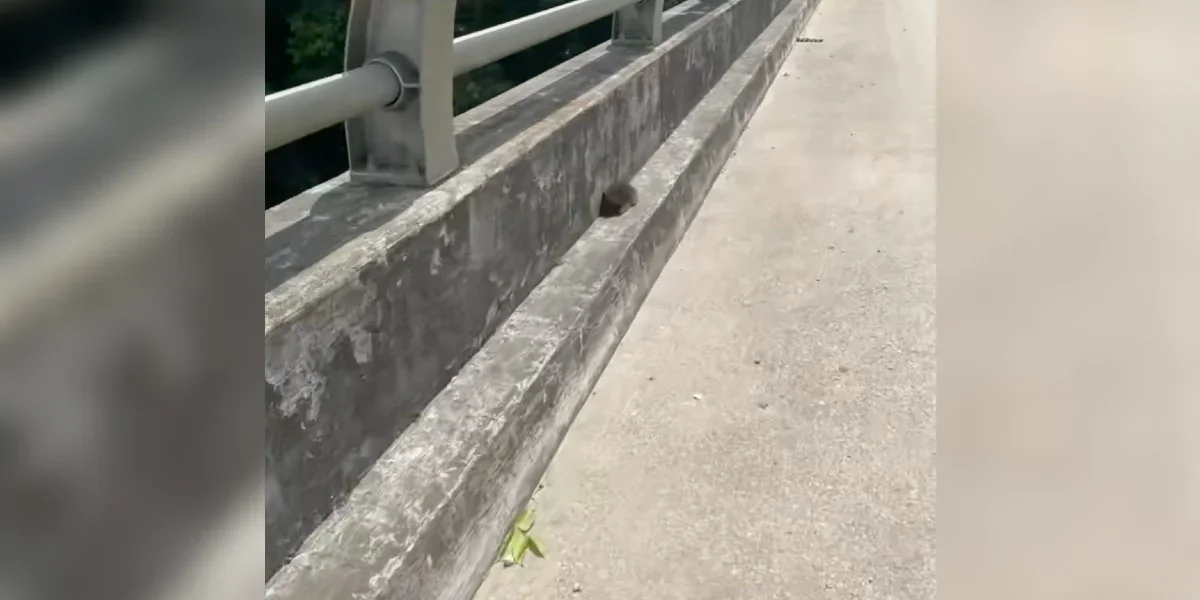 Brave Bridge Rescue Brings Kitty Kirby Home