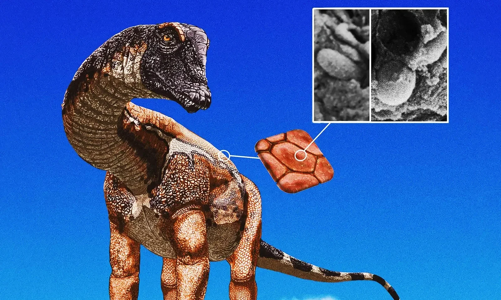 Tiny Clues, Big Color: Fossil Skin Reveals Sauropod Patterns