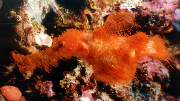 Sesame Street-inspired ghost pipefish Solenostomus snuffleupagus described