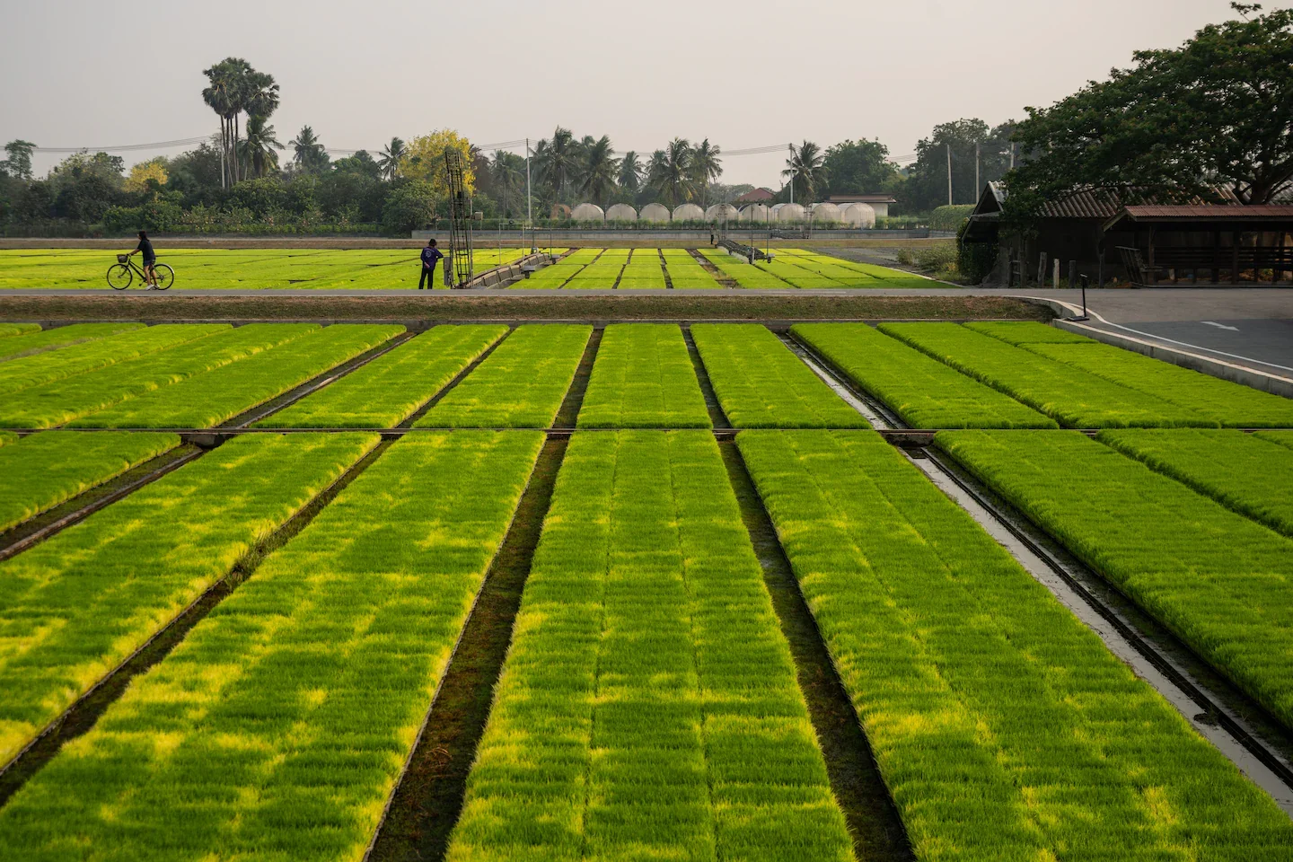 Iran conflict squeezes Asia's farmers, risking global harvests