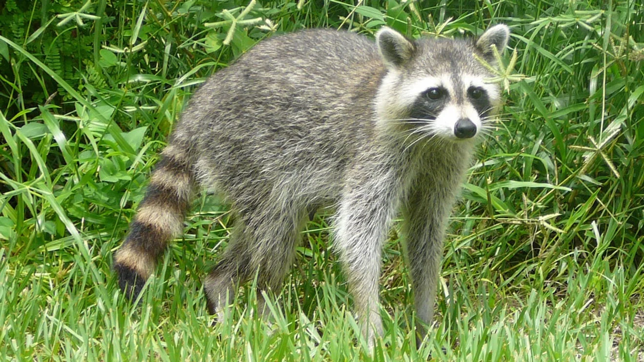 Rabies alert after two Warwick raccoons test positive as RI cases surge