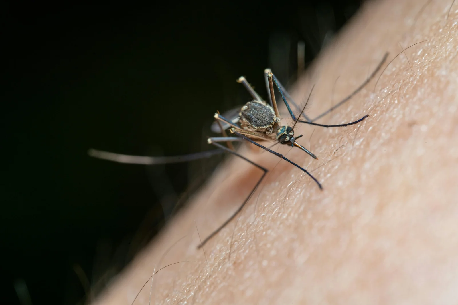 Chicago’s Mosquito Ranking Gathers Attention, Summer Forecast Remains Unclear