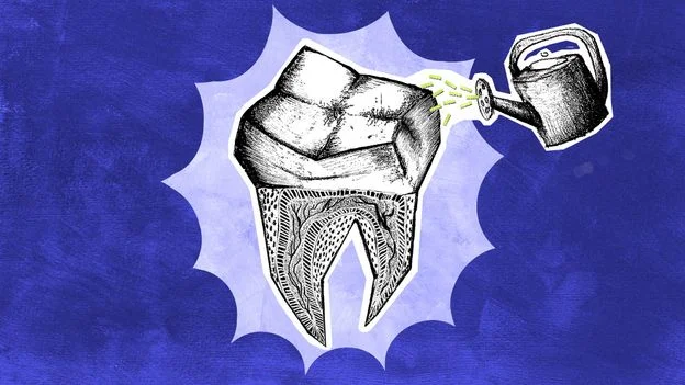 Regenerating Teeth: Scientists Aim to Grow a Living Tooth