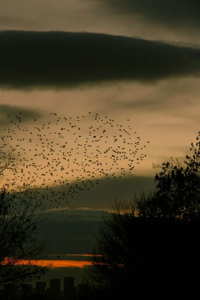 Birds' vision may carry Earth's magnetic field through quantum chemistry in the retina