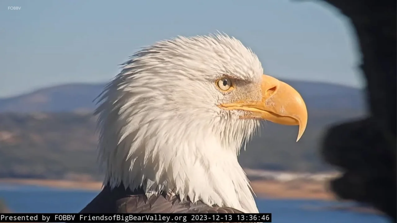 SoCal baseball team hosts tribute night for Jackie the bald eagle