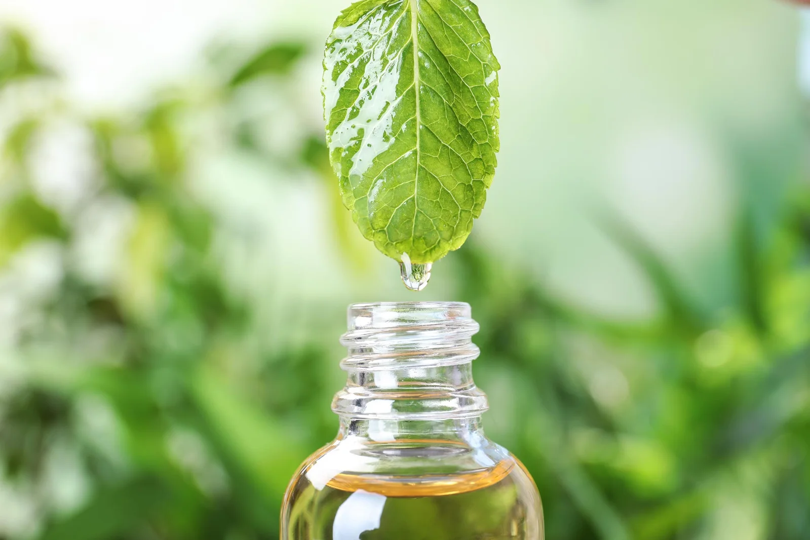 Peppermint Oil Shows Potential to Lower Mild Hypertension in 20-Day Trial