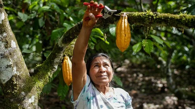 Amazonian Chagras: Indigenous agroforestry that feeds people and saves the forest