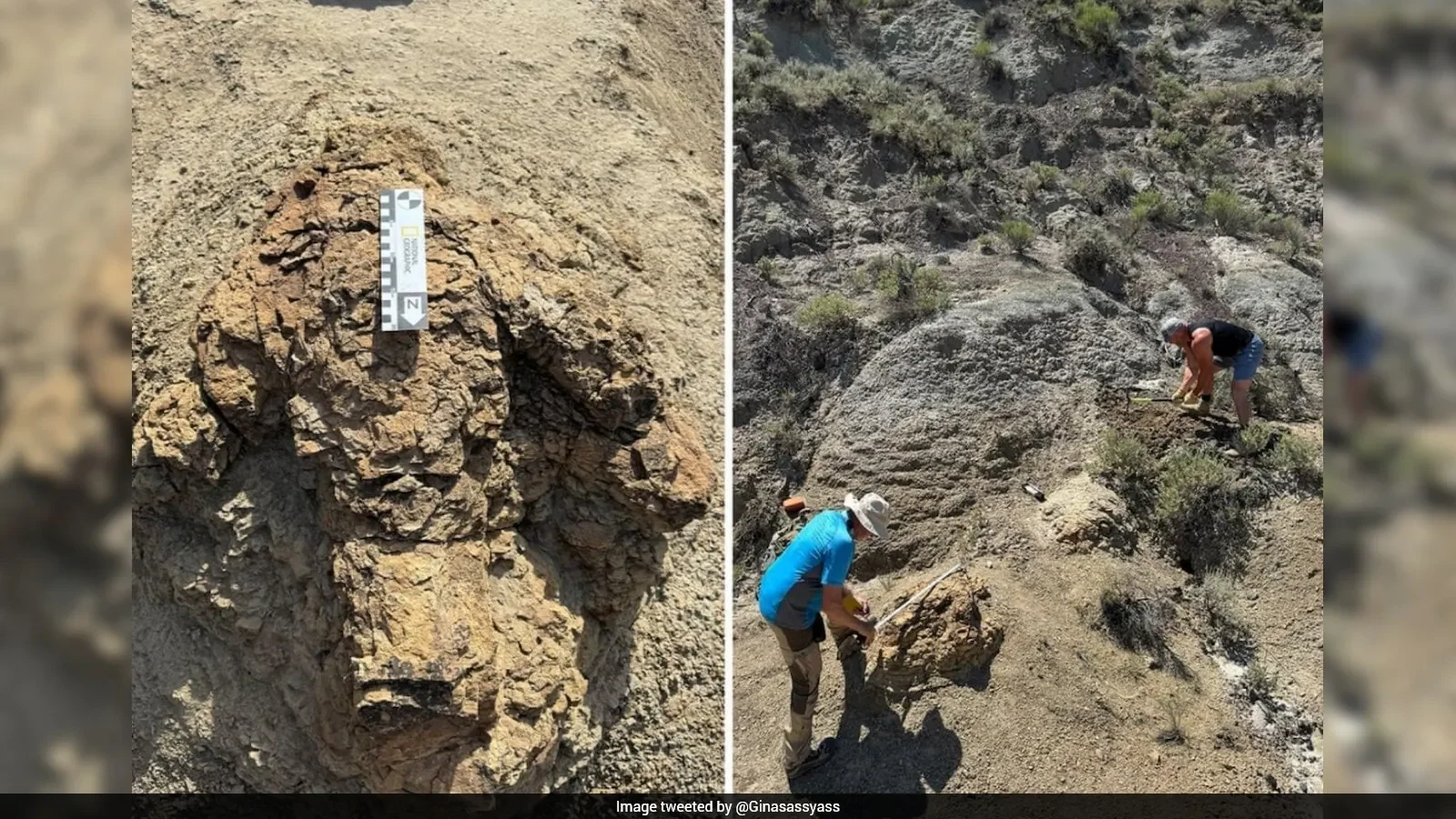First Adult T. rex Trackway Shows How Fast the Giant Walked