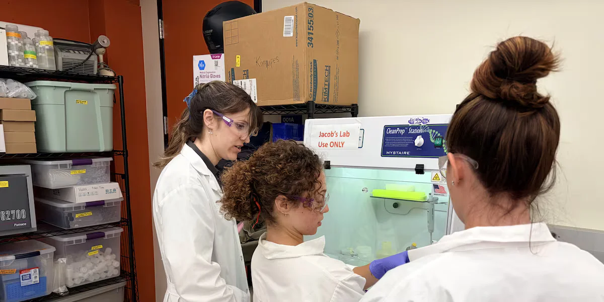 Hawaii researchers developing first field test kit for Brucellosis in feral pigs
