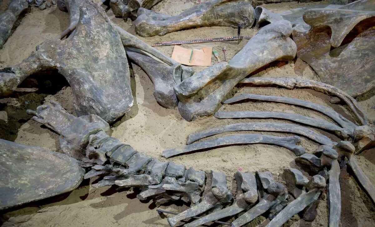 Tiny Bite Marks Reveal Tyrannosaurs as Opportunistic Scavengers, Not Just Hunters