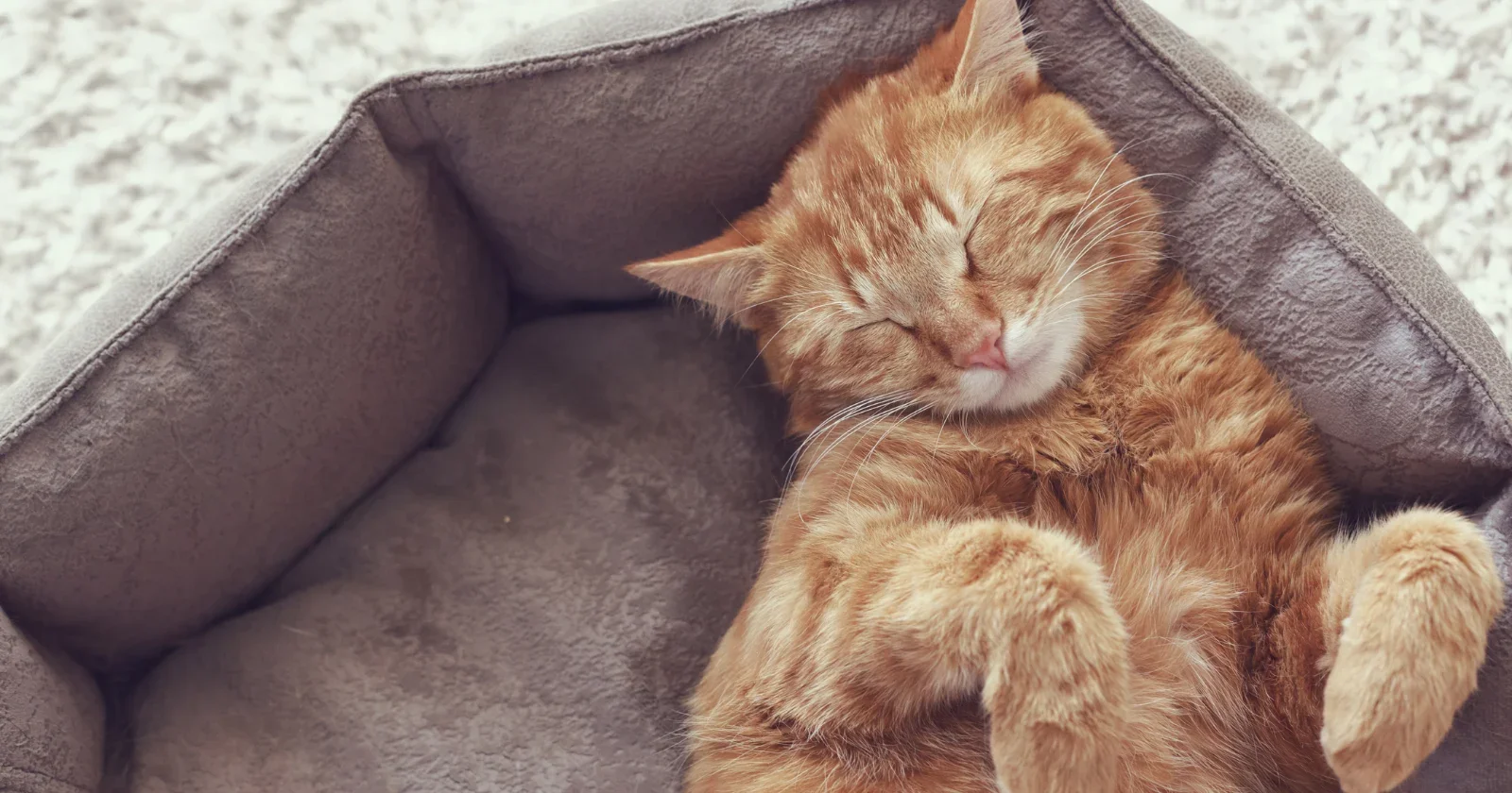 Cat Naps Explained: Safety, Ambush Hunting, and Brief Bursts of Speed